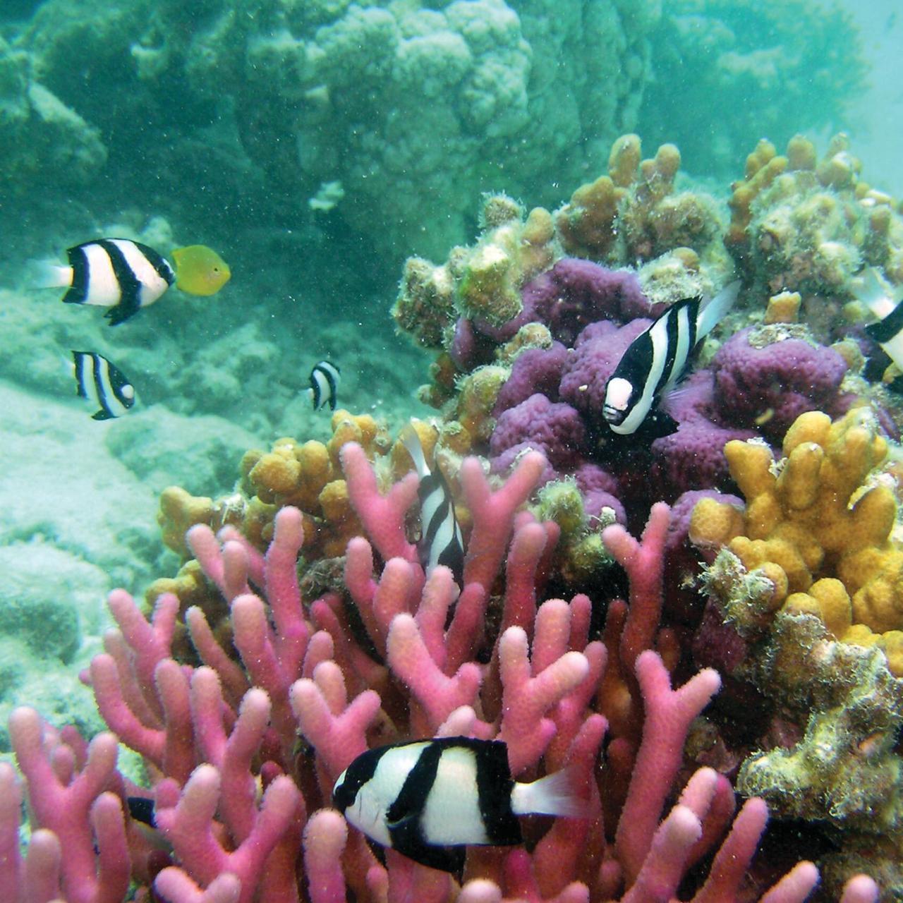 Reef Suite Agnes Water Extérieur photo